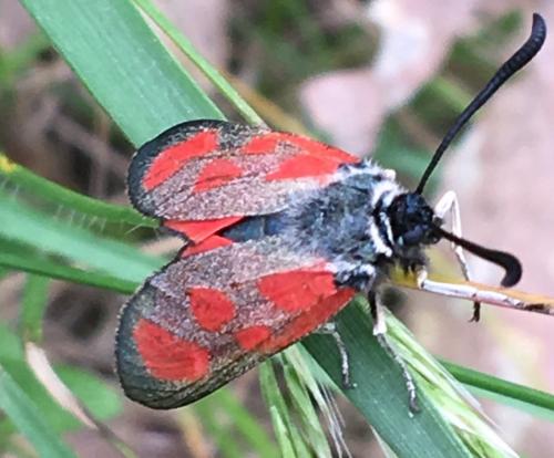 Zygaena loti